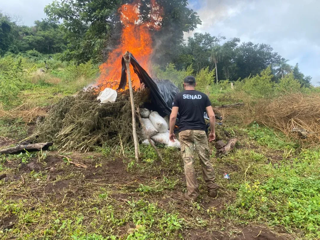SENAD anula nueve hectáreas de plantación de marihuana en Zanja Pytã