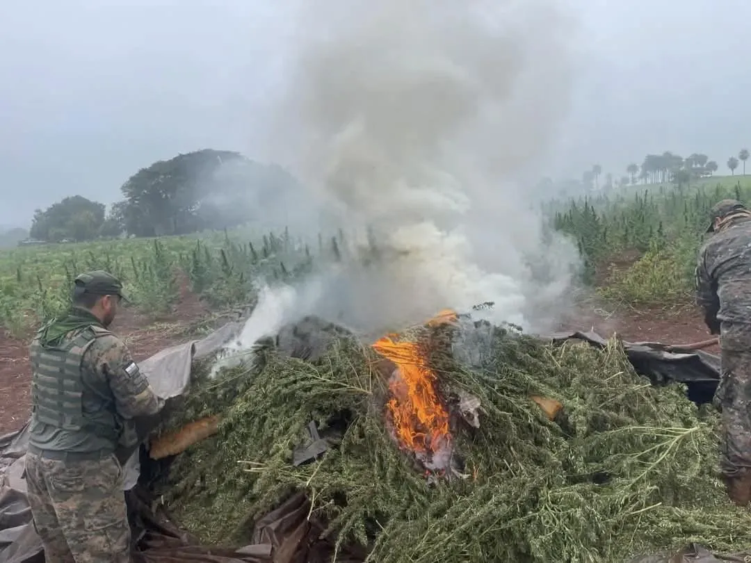 Destruyen ocho hectáreas de plantaciones de marihuana en Capitán Bado