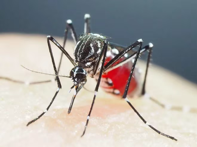 Chikunguña: lo que debés saber del mosquito Aedes Aegypti