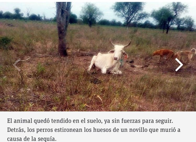 Predicciones meteorolgicas causan pnico a los productores del Chaco