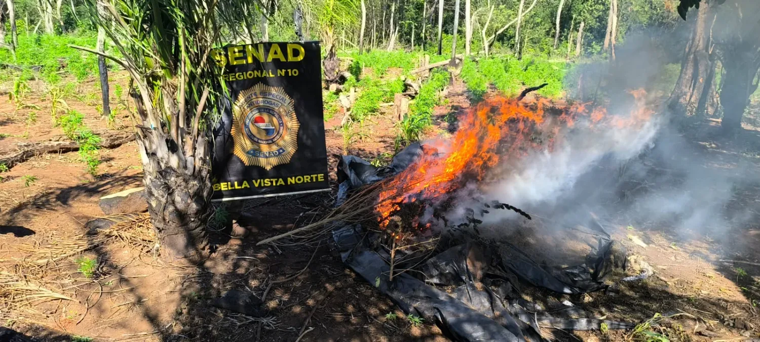 SENAD erradica 18 toneladas de marihuana en Bella Vista Norte