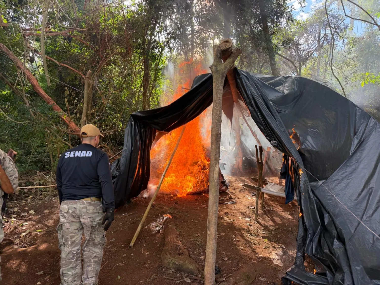 SENAD destruye más de 10 toneladas de marihuana tras una incursión rural en Cerro Corá