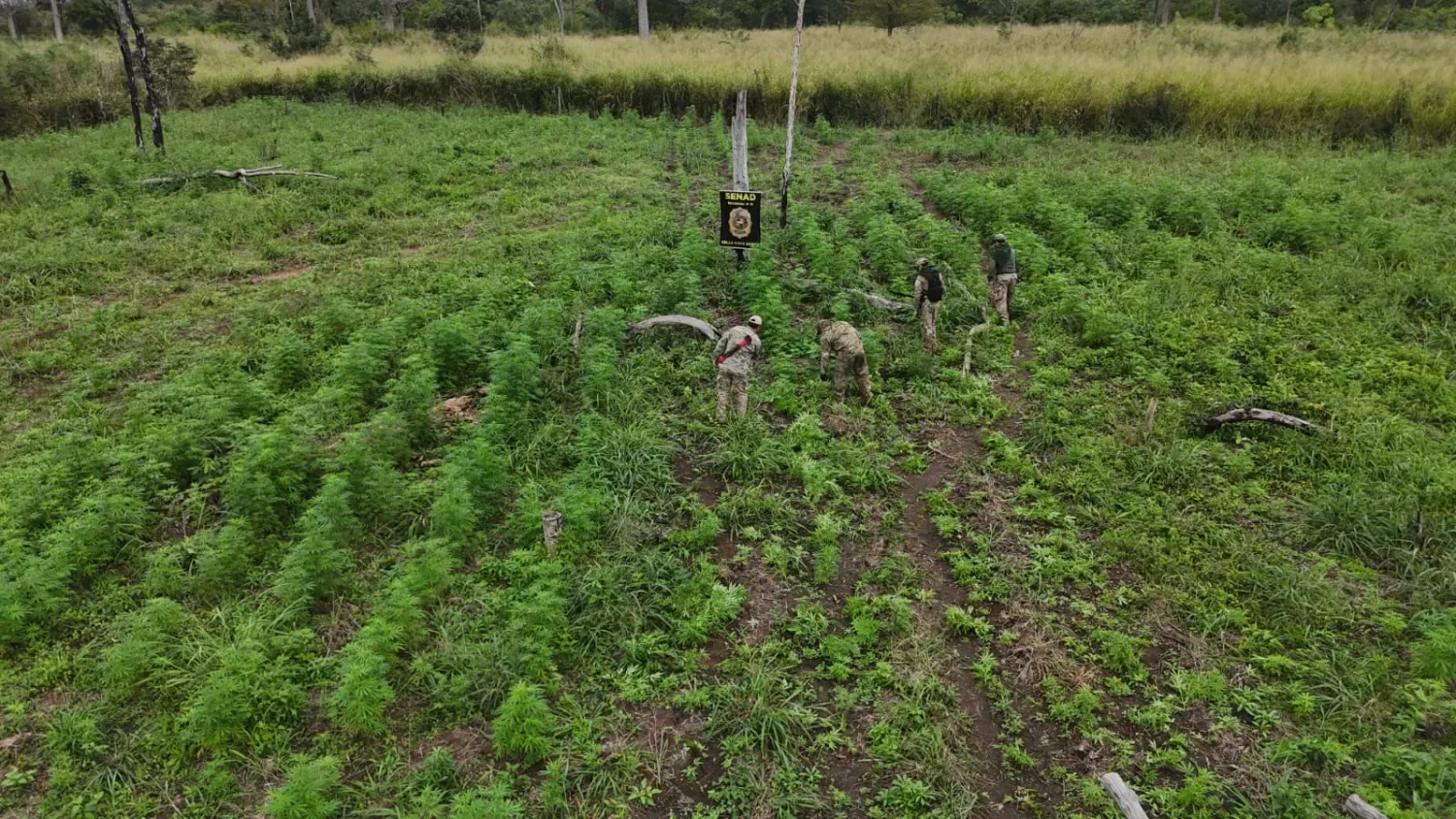 Agentes de la SENAD destruyen doce toneladas de marihuana en Bella Vista Norte