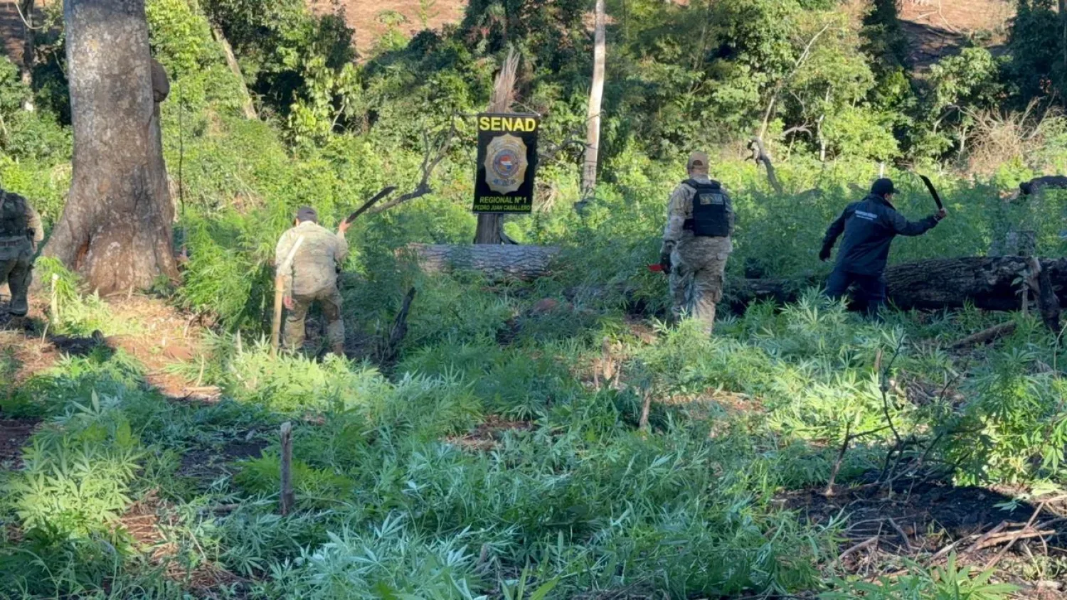 SENAD destruye nueve hectáreas de cultivos de marihuana en Cerro Corá