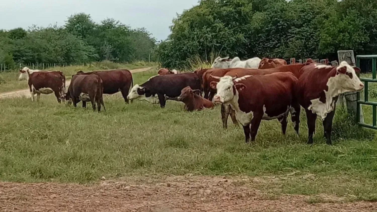 Recuperan 44 de los 51 animales vacunos robados de un establecimiento en Boquerón