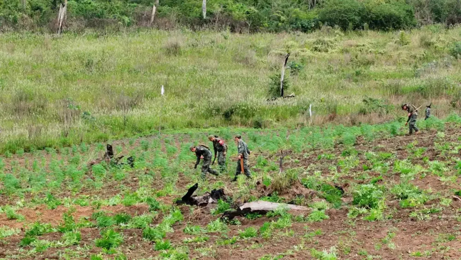 En dos operativos antidrogas destruyen 45 hectáreas de cultivos de supuesta marihuana en Puentesiño