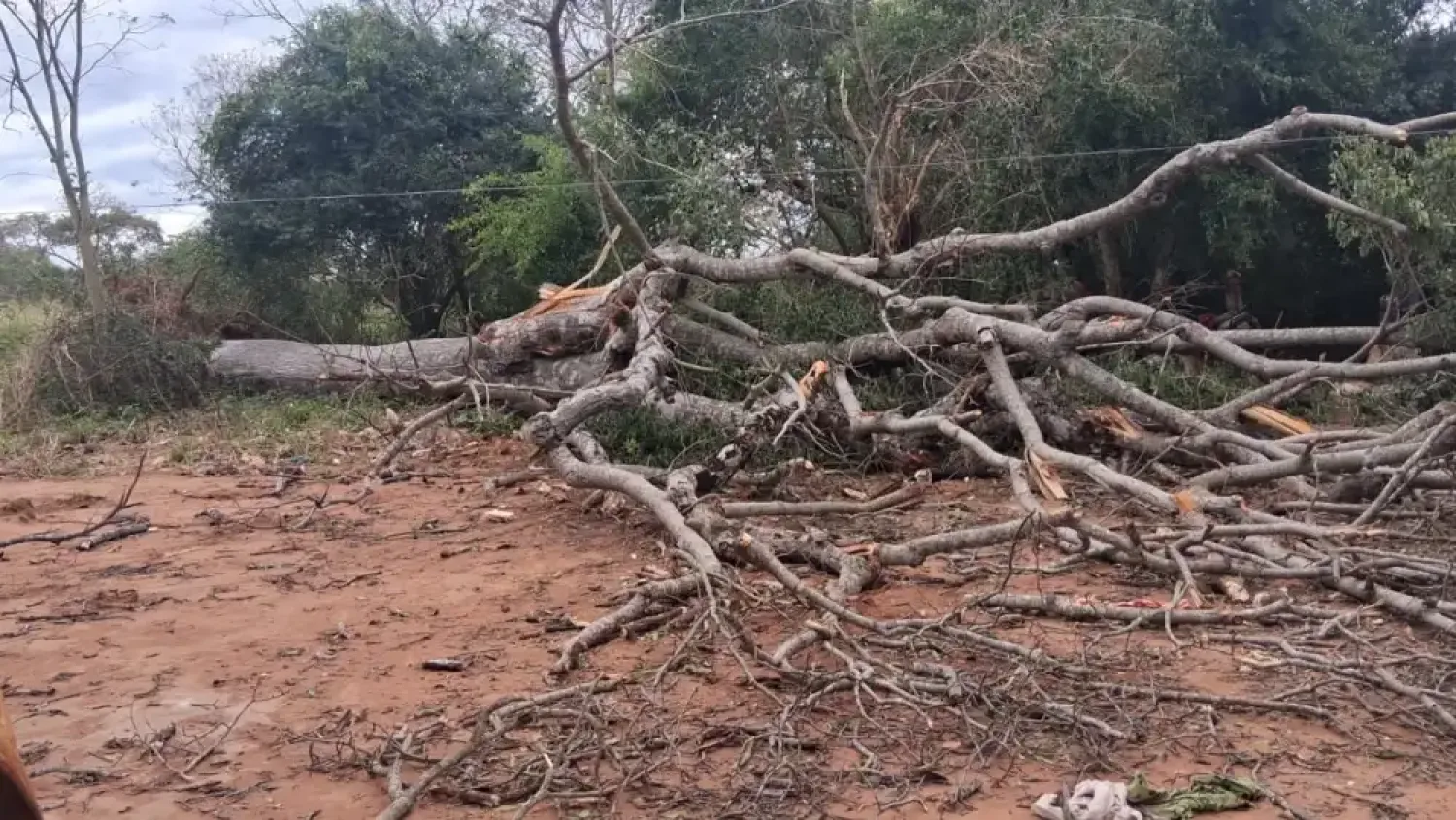 Madre e hijo mueren aplastados por un árbol durante un temporal
