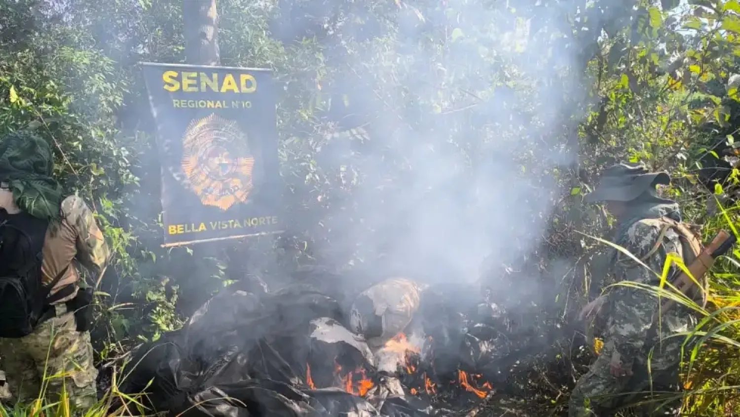 Senad halla campamento narco y destruye 12 toneladas de marihuana en Bella Vista Norte