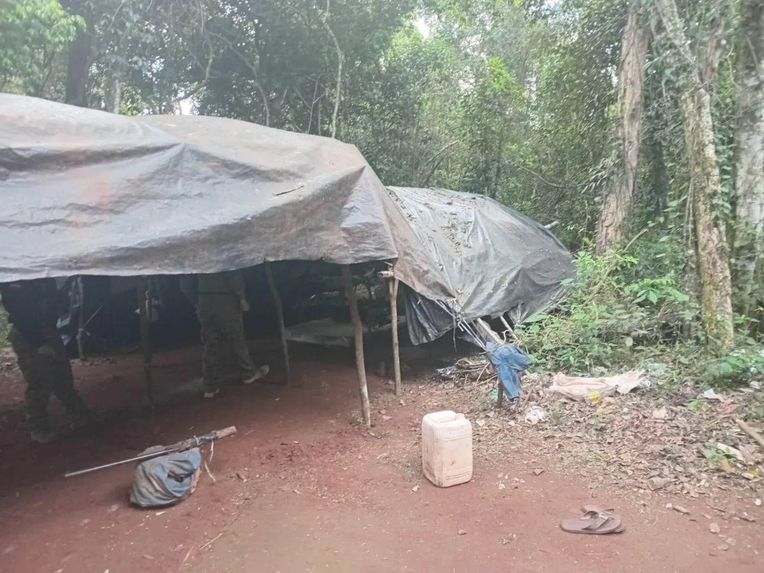 Destruyen cuatro hectáreas de marihuana en un operativo rural en Capitán Bado