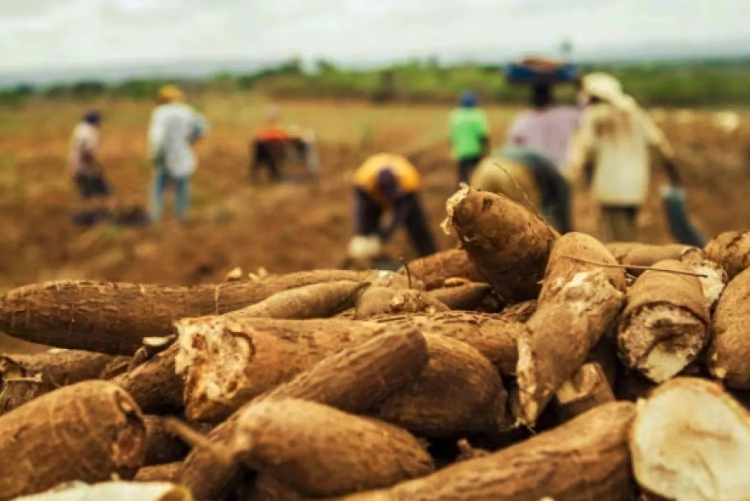 Alerta por la “Escoba de Bruja de la Mandioca”, enfermedad que amenaza a Paraguay