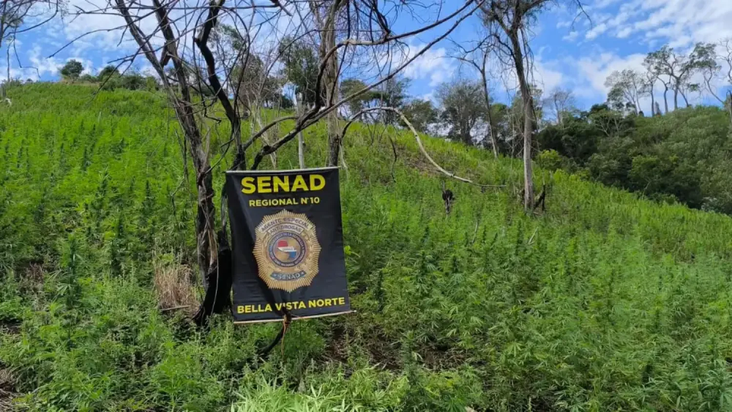 Sacan de circulación 46 toneladas de marihuana en Bella Vista Norte