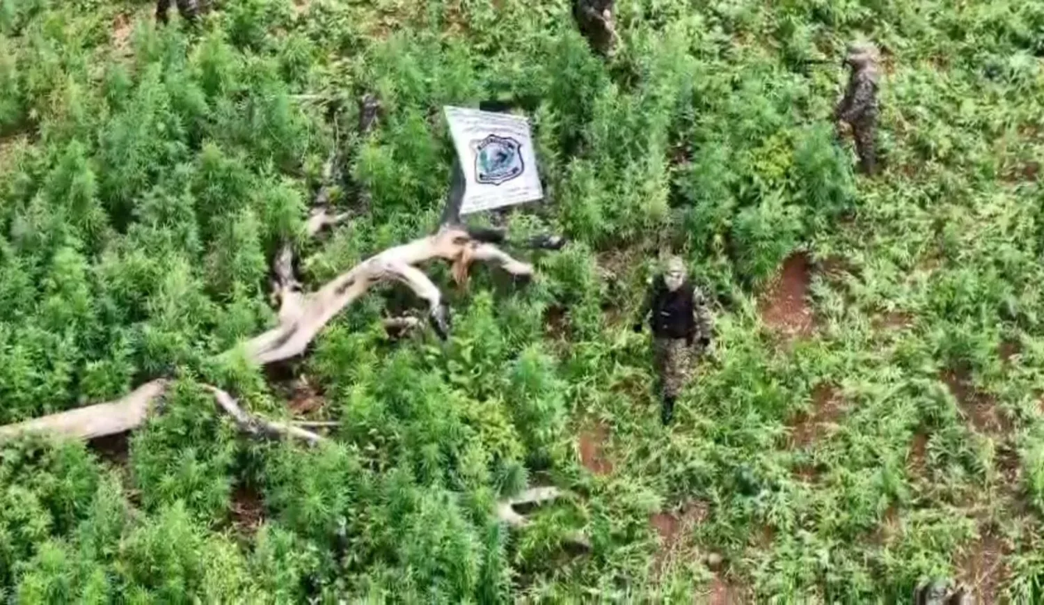 Destruyen 15 hectáreas de cultivos de marihuana en el distrito de Cerro Corá