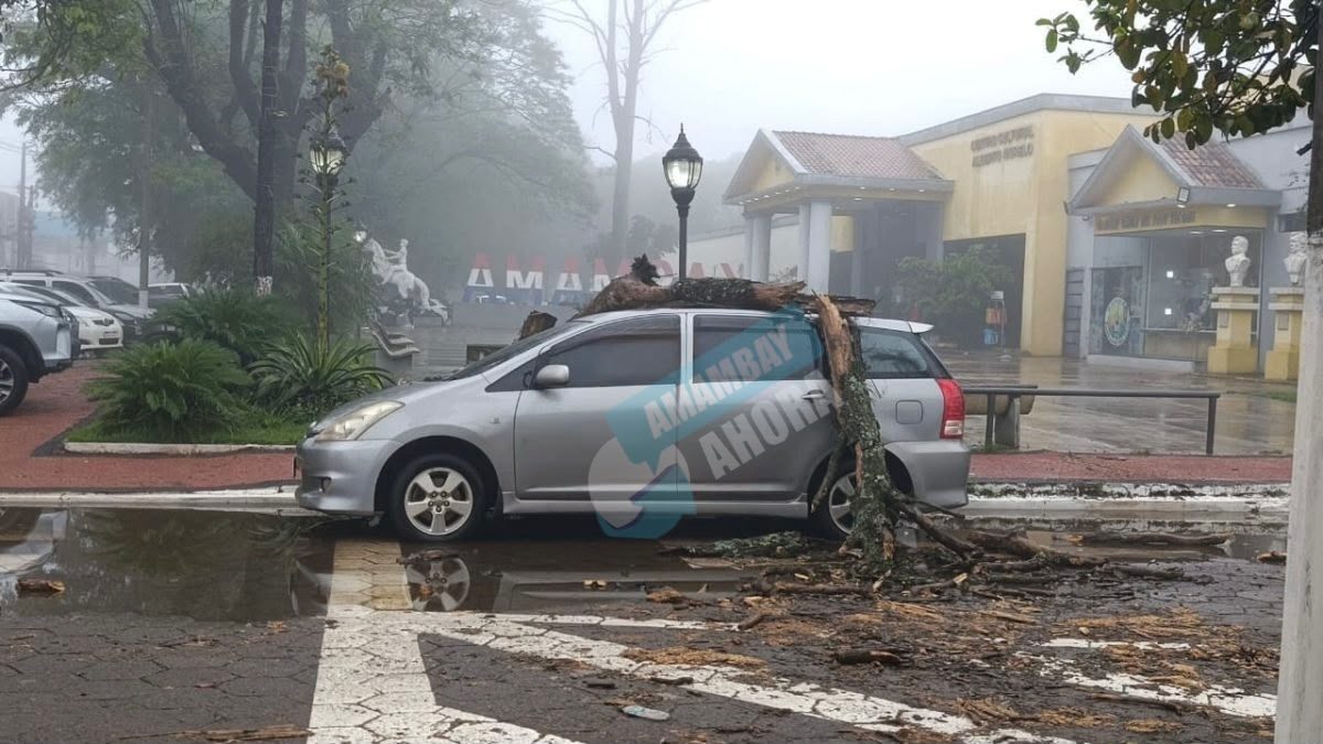 Caída de un árbol provocó daños a un automóvil estacionado