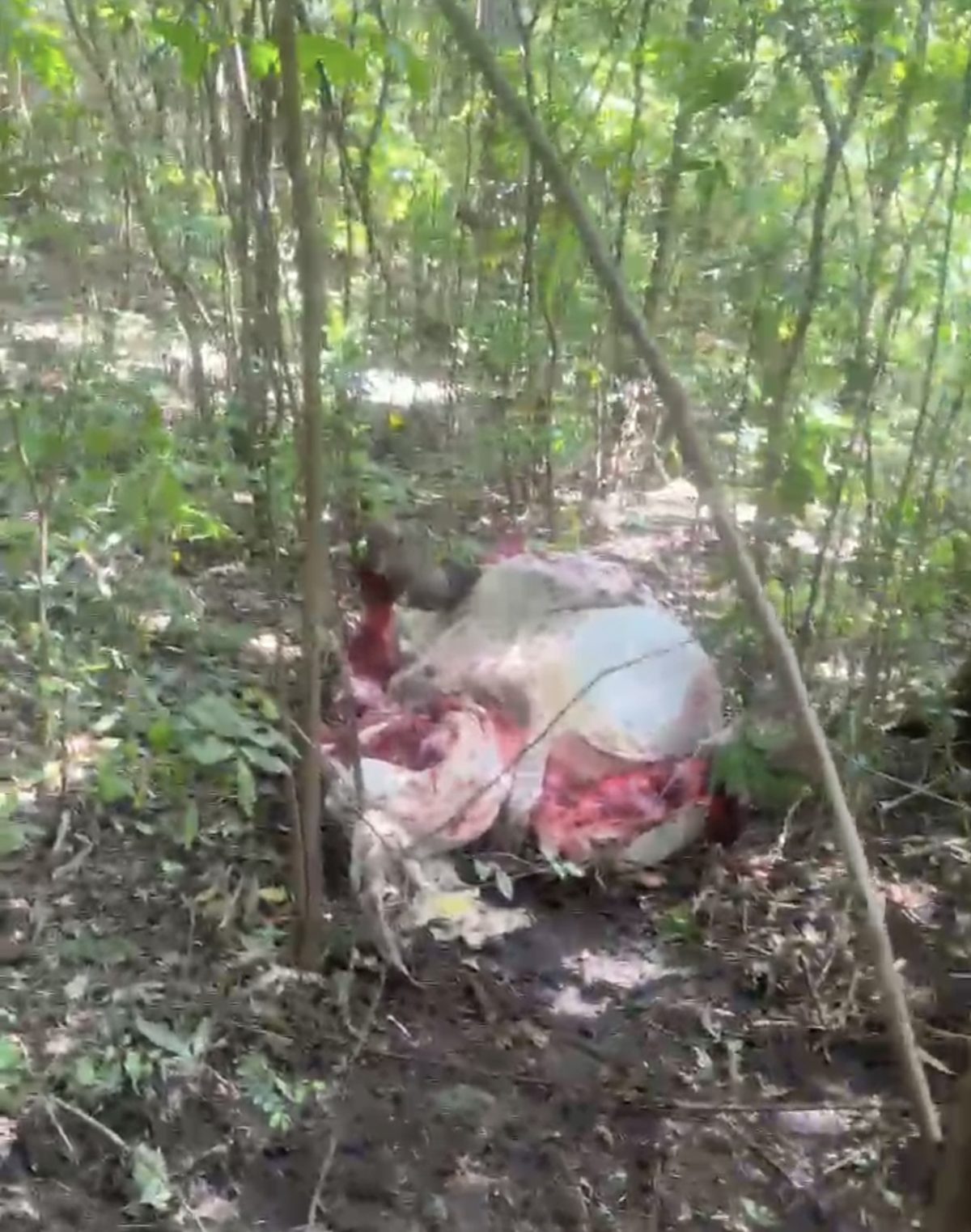 Desconocidos faenaron tres animales vacunos en una estancia