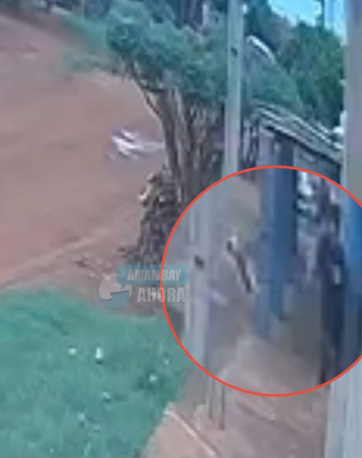 Investigan la muerte de un gato y descartan que falleciera por un golpe en PJC