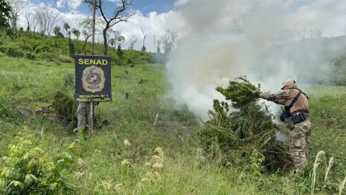 Destruyen alrededor de 3.000 kilos de marihuana y 3 hectáreas de cosecha a metros del aeropuerto de PJC