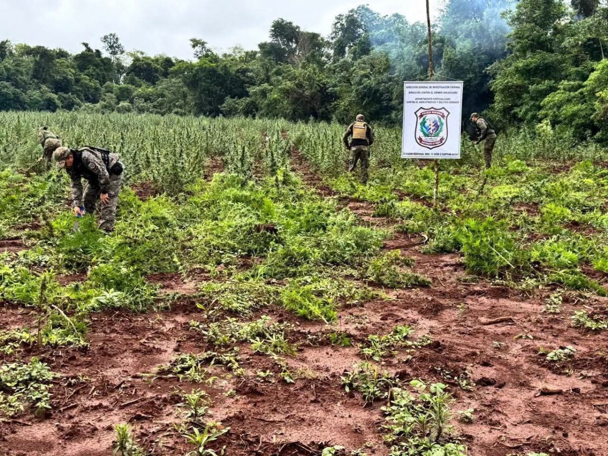 Destruyen seis hectáreas y más de dos toneladas de marihuana durante operativo en Capitán Bado