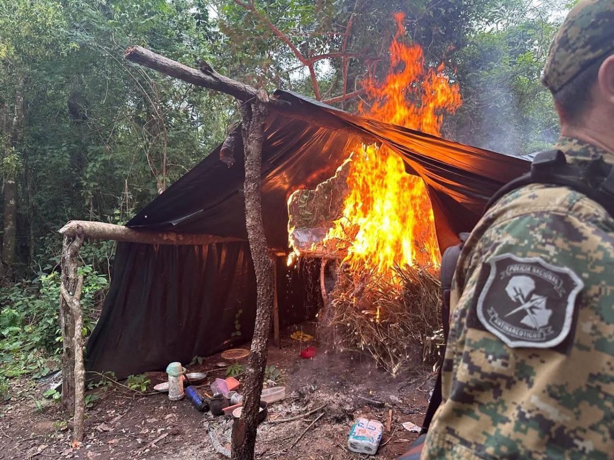 Destruyen dos hectáreas y dos toneladas de marihuana en Capitán Bado