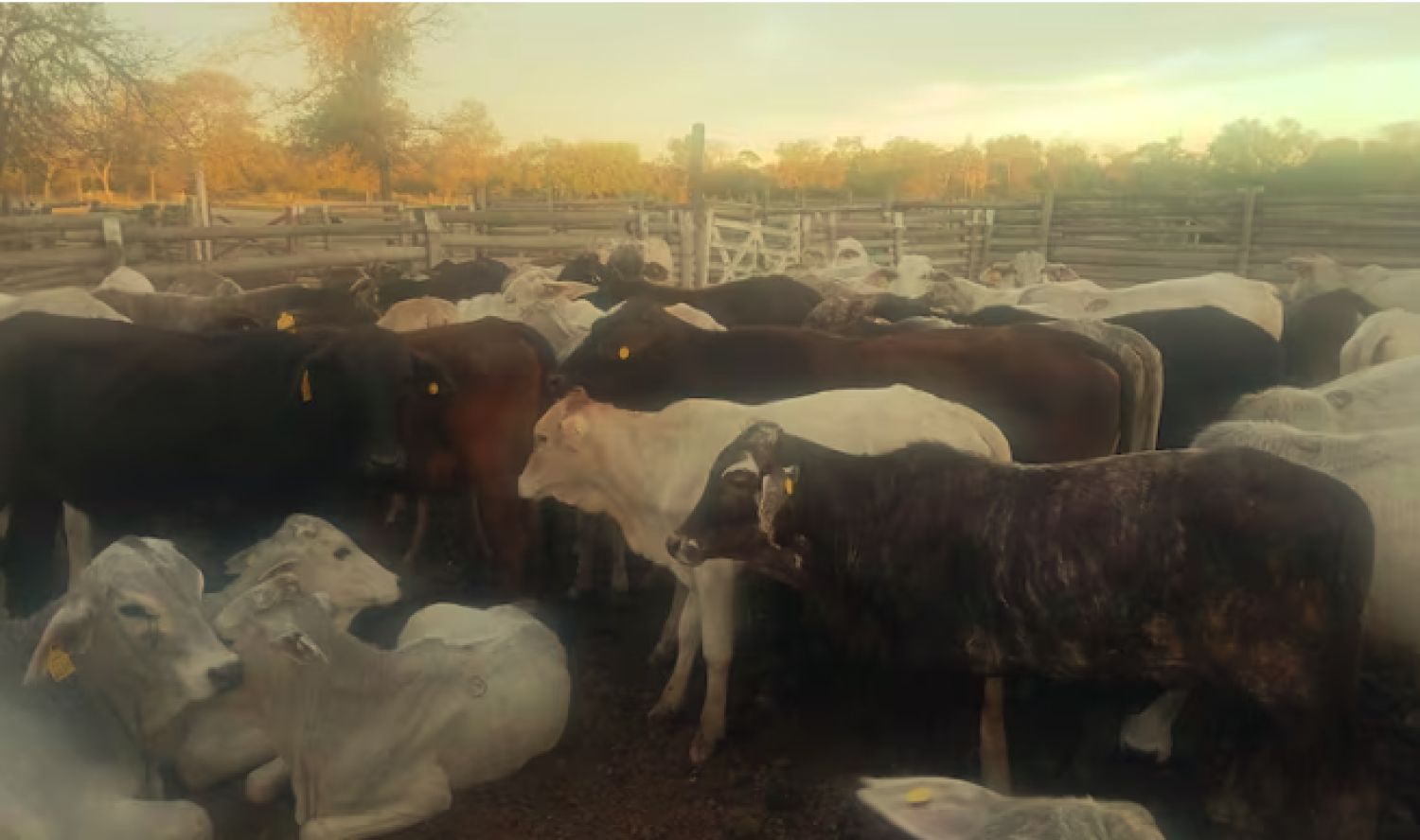 Desbaratan banda que estafó 522 millones de guaraníes con ganado inexistente