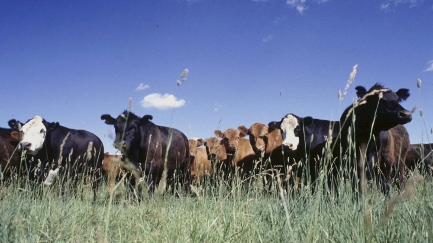 Ganadero pierde más de USD 148 mil en falsa compra de ganado en Horqueta