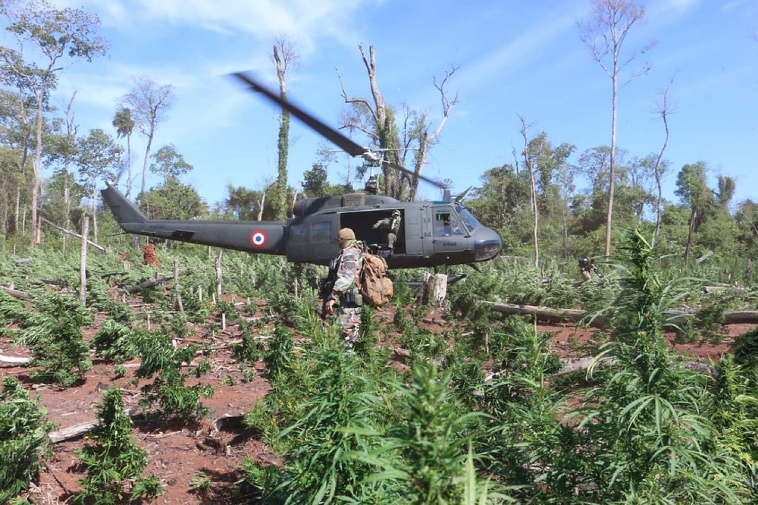 Golpe de USD 43,5 millones a estructuras criminales con 291 toneladas de cannabis anuladas